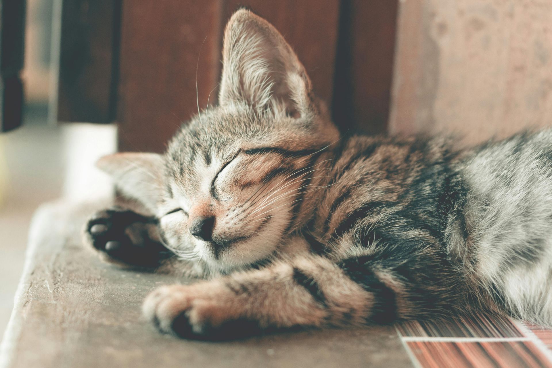 Sleeping tabby kitten, light brown fur, eyes closed, resting on a wooden surface.