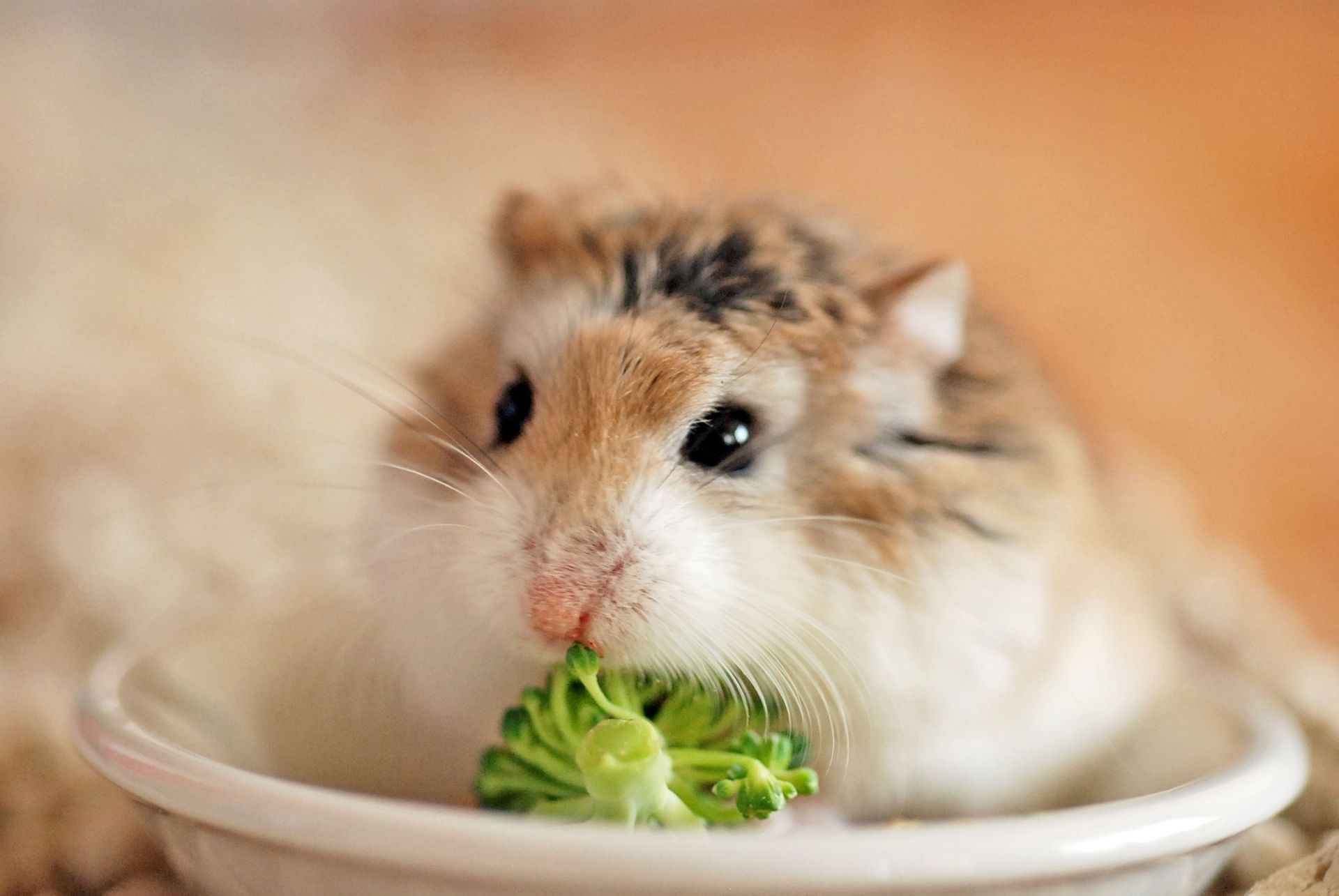 Hamster eating broccoli from a small white bowl. Beige and white fur, black eyes, indoor setting.