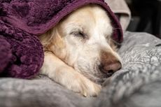 Golden retriever dog asleep, snuggled in purple blanket and gray bedding.