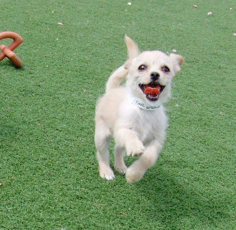 Happy, light-colored dog running on green turf, mouth open in a smile.