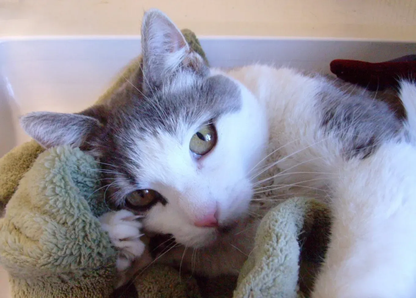 Gray and white cat nestled in a green blanket, looking at the viewer with soft eyes.