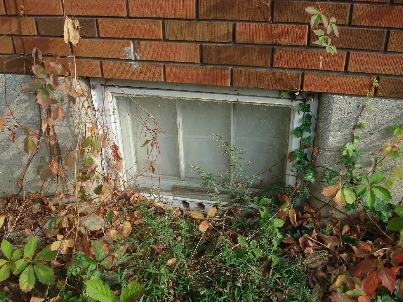 A low basement window set into a concrete foundation below a brick wall, surrounded by overgrown weeds and dead leaves.