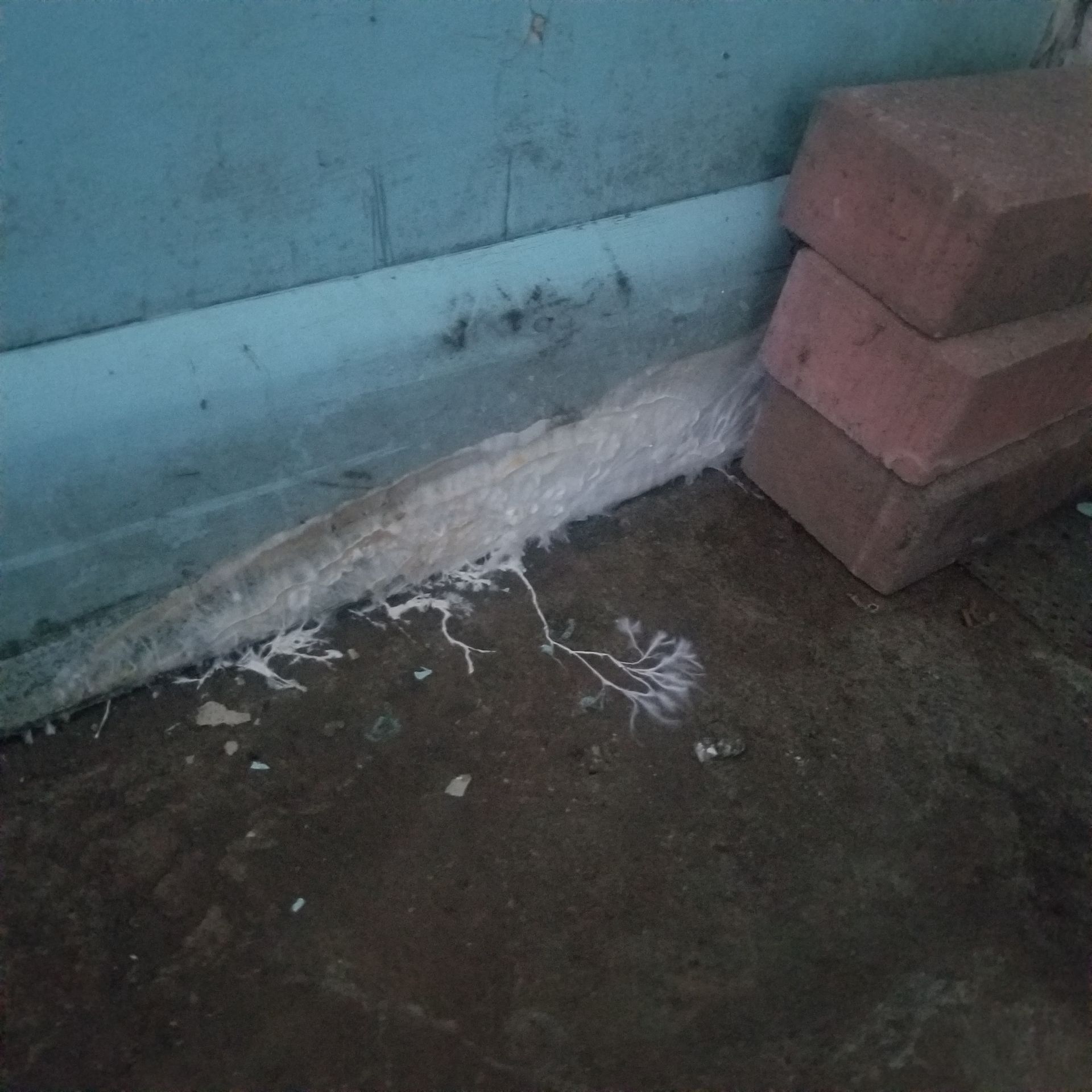 White fungal growth spreading on the floor and wall base, next to a stack of three brown bricks.