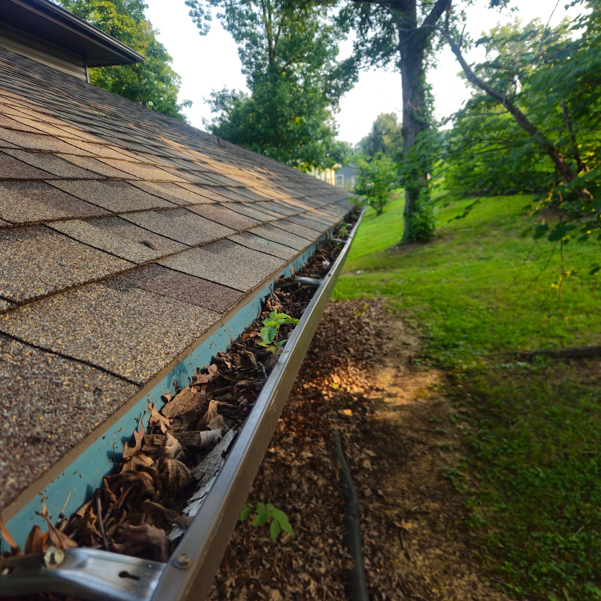 Gutter filled with leaves along a shingled roof beside a green yard and trees