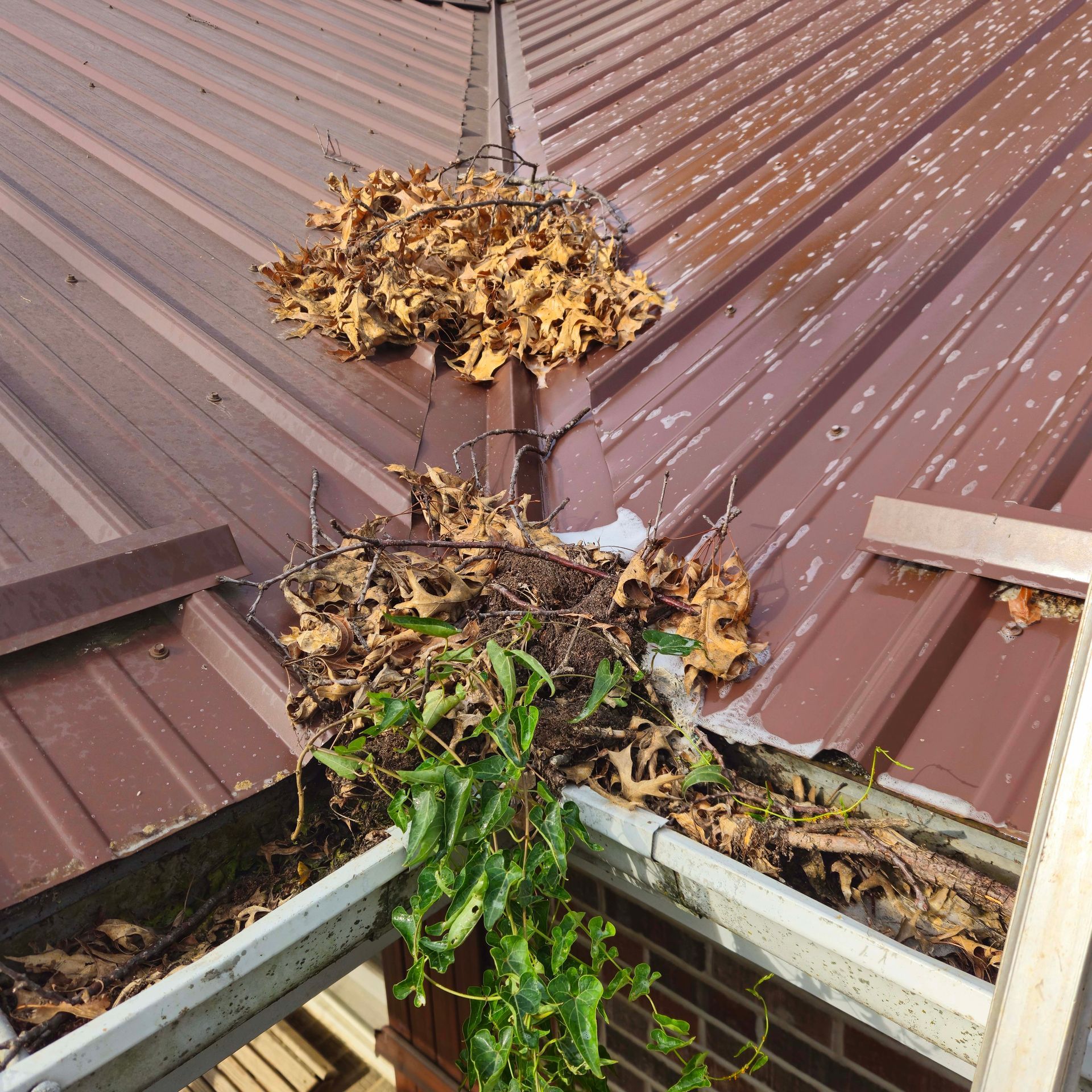 Leaves and debris piled in a roof valley on a brown metal roof, with green vines hanging below.