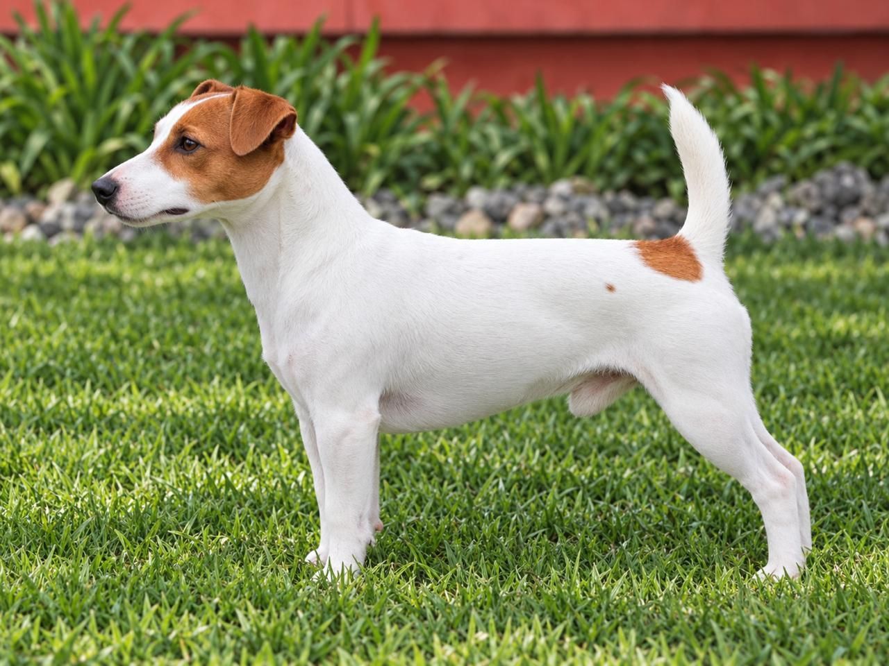 cachorro jack russell