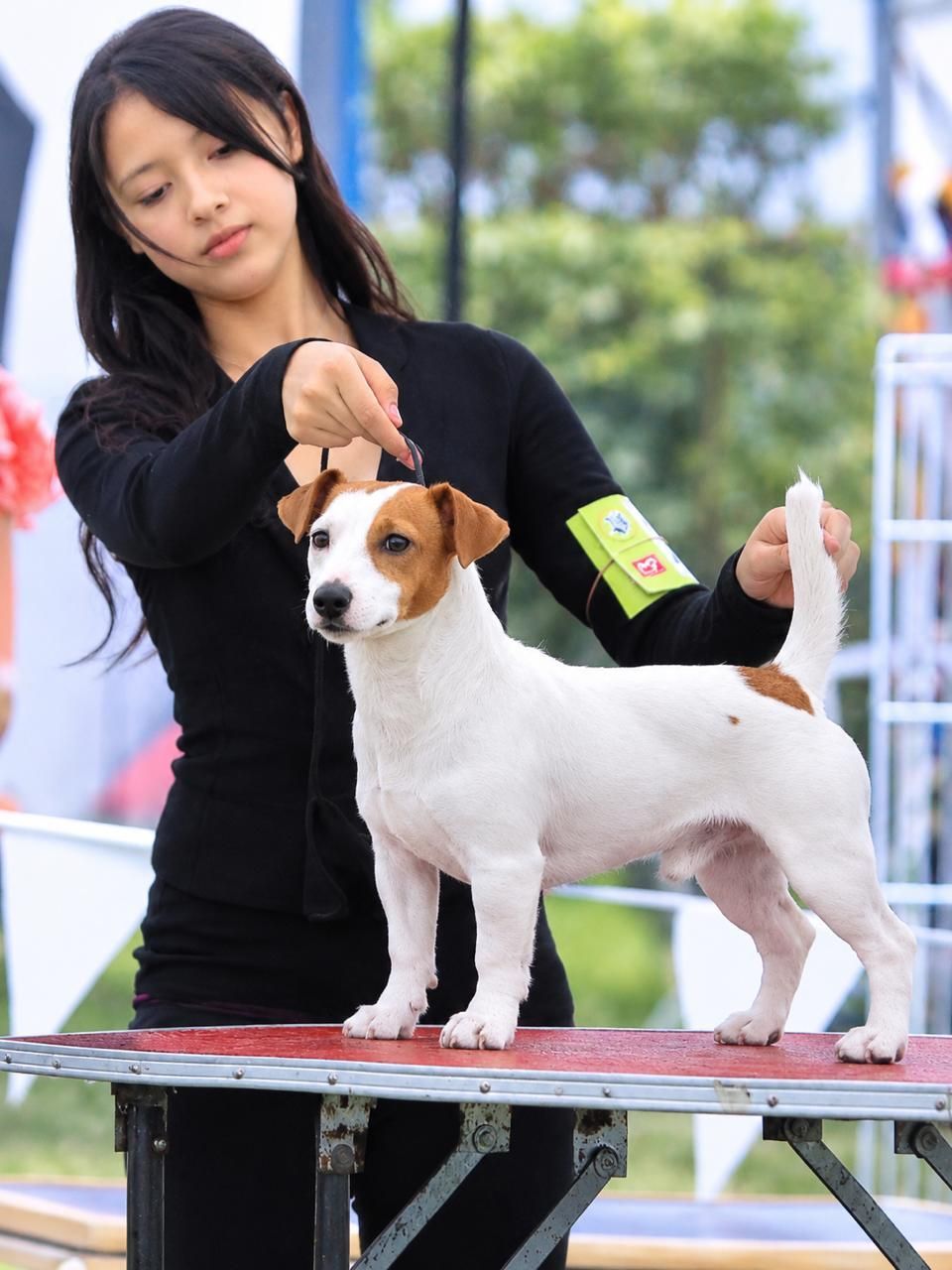 cachorro jack russell