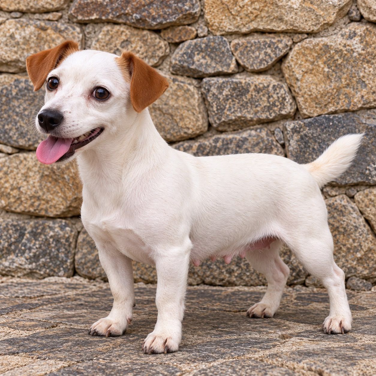 cachorro jack russell