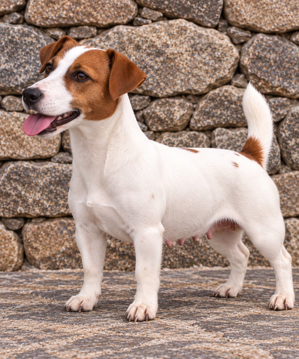 cachorro jack russell