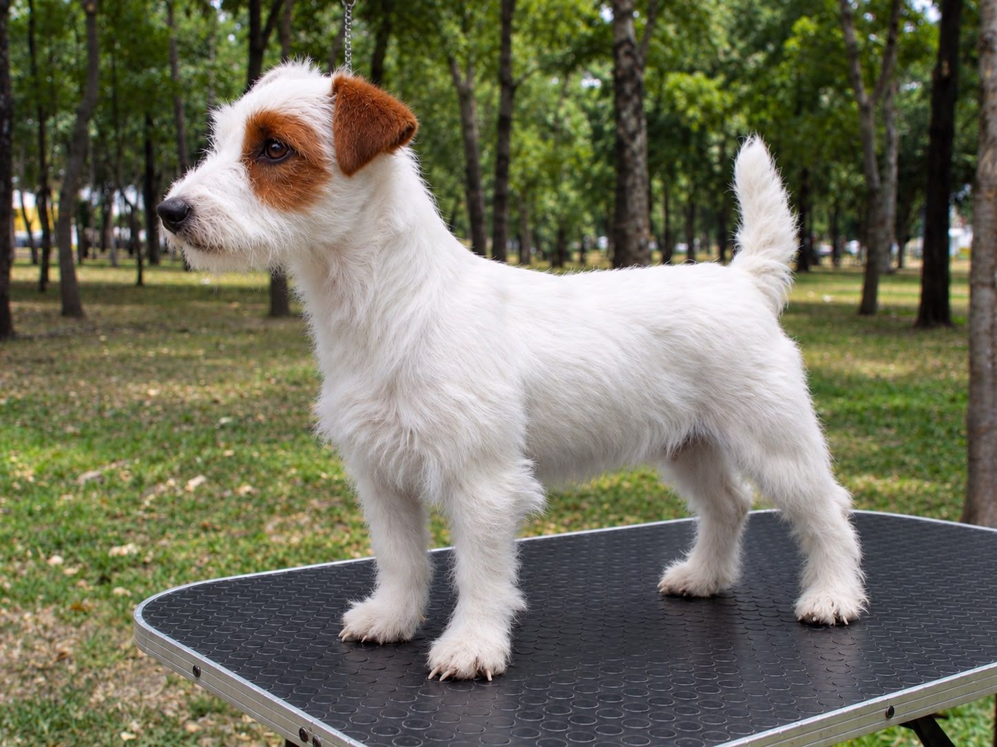 cachorro jack russell