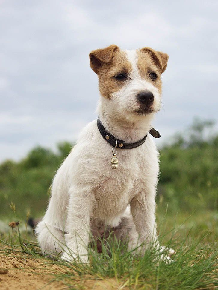 Criaderos de jack russell en mexico