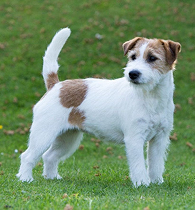 criadero de perros jack russell