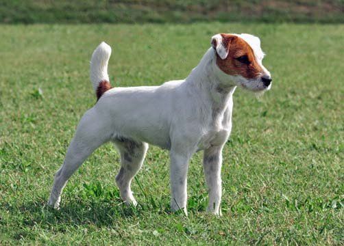 perros shih tzu en mexico