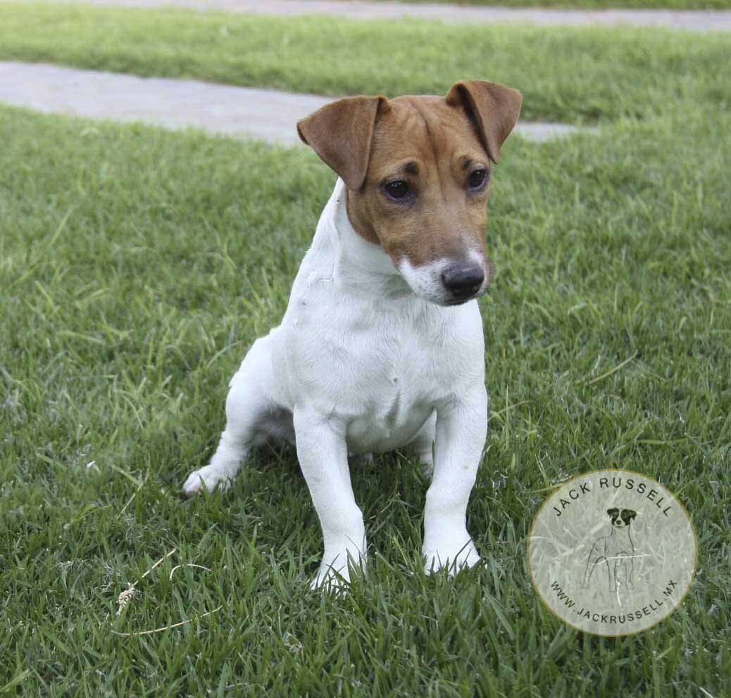 jack russell en mexico