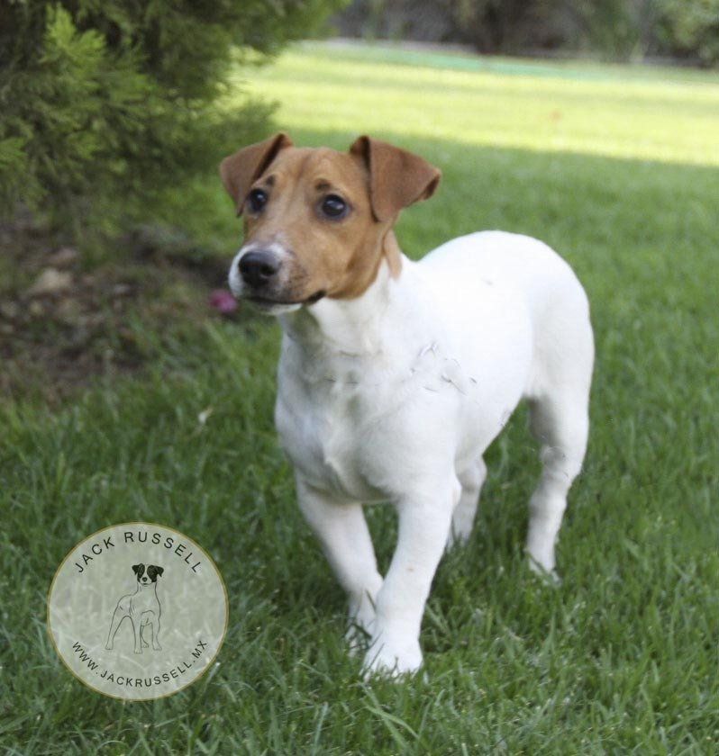 jack russell en mexico