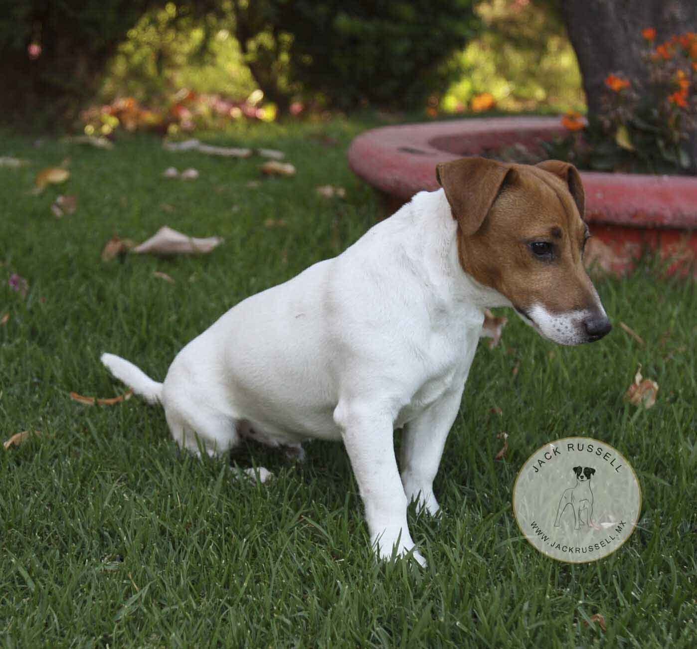jack russell en mexico