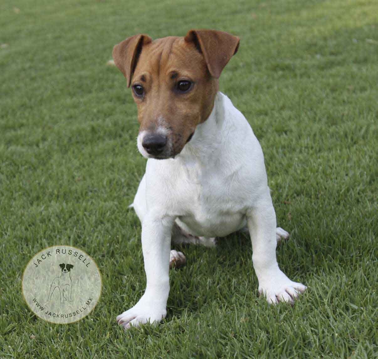 jack russell en mexico