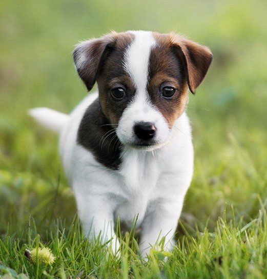jack russell en Morelos