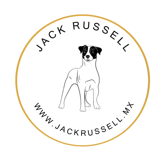 jack russell en venta