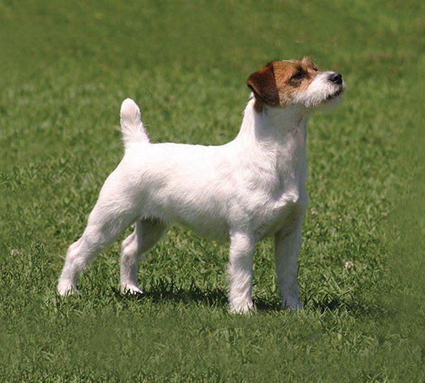 venta de perros jack russell