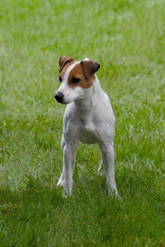 venta de perros jack russell