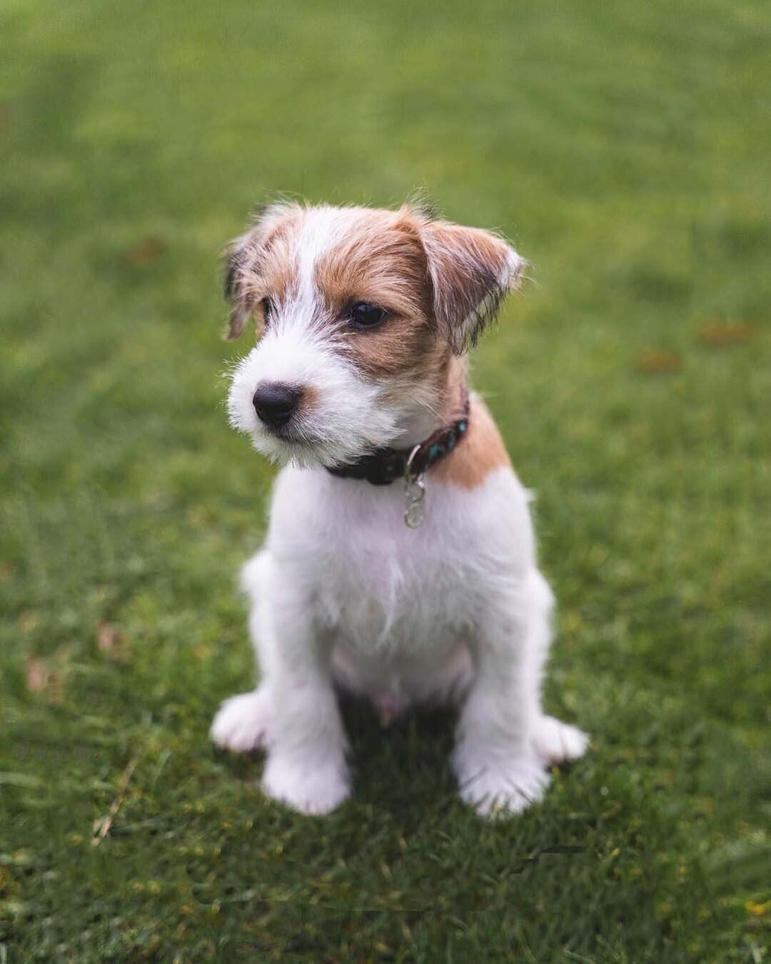 venta de perros jack russell