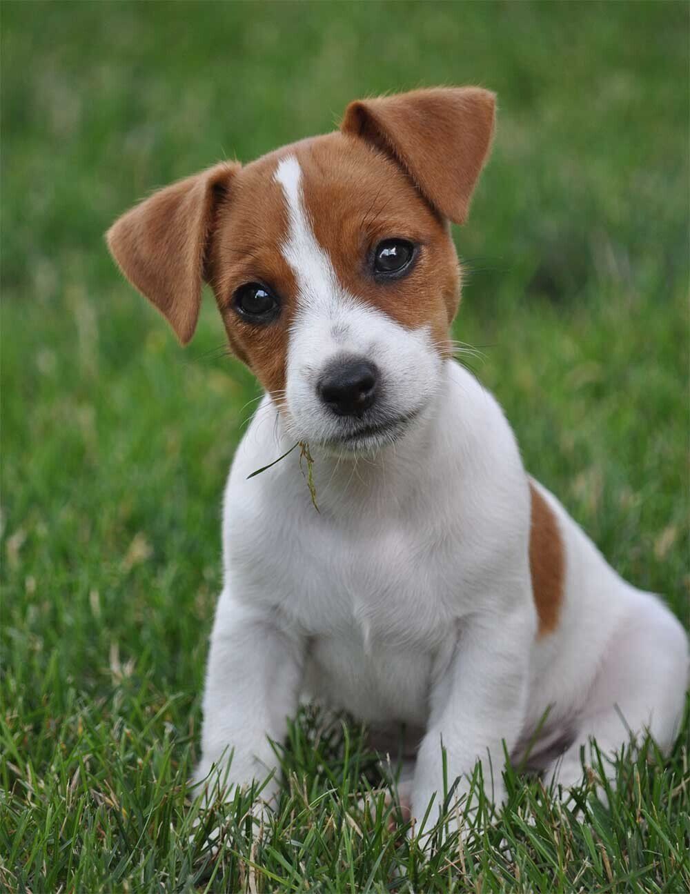 venta de perros jack russell