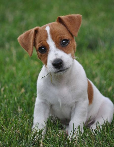 jack russell guadalajara