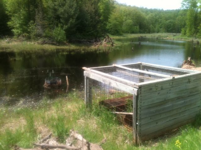 2011 Walleye Stocking Project