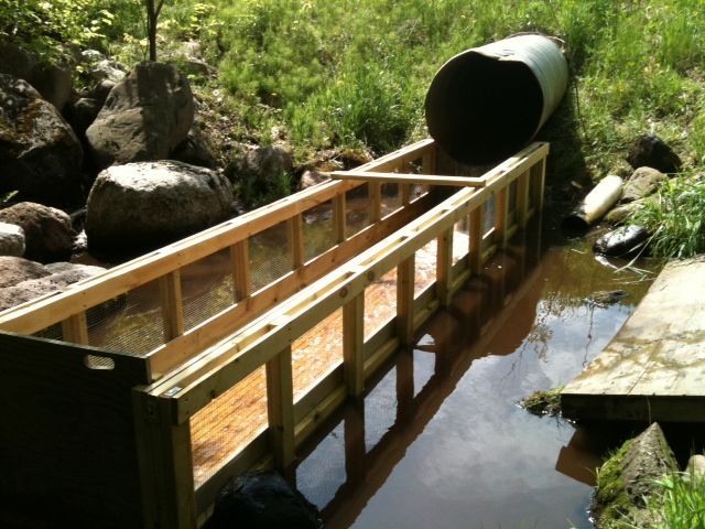 2011 Walleye Stocking Project