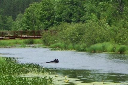 bear in Spirit Lake in June