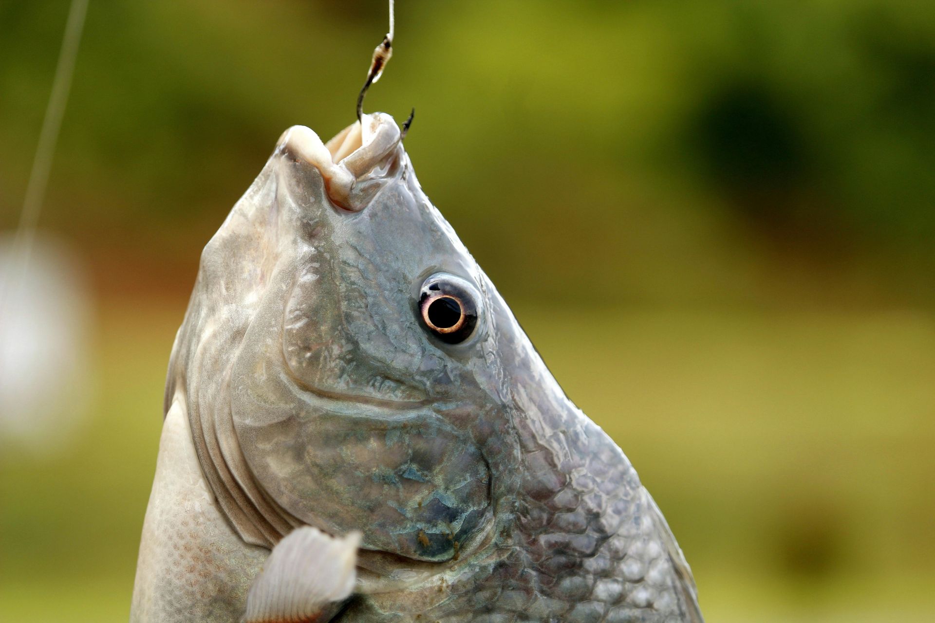 Crappie Fish Update