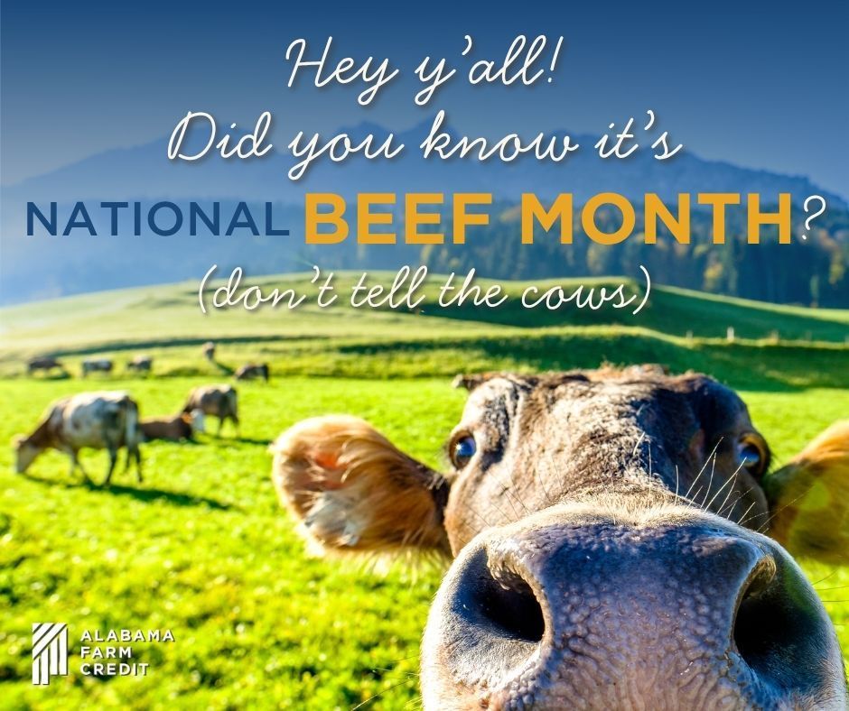 Cow in green field with text: “Hey y’all! Did you know it’s National Beef Month? (don’t tell the cows)”