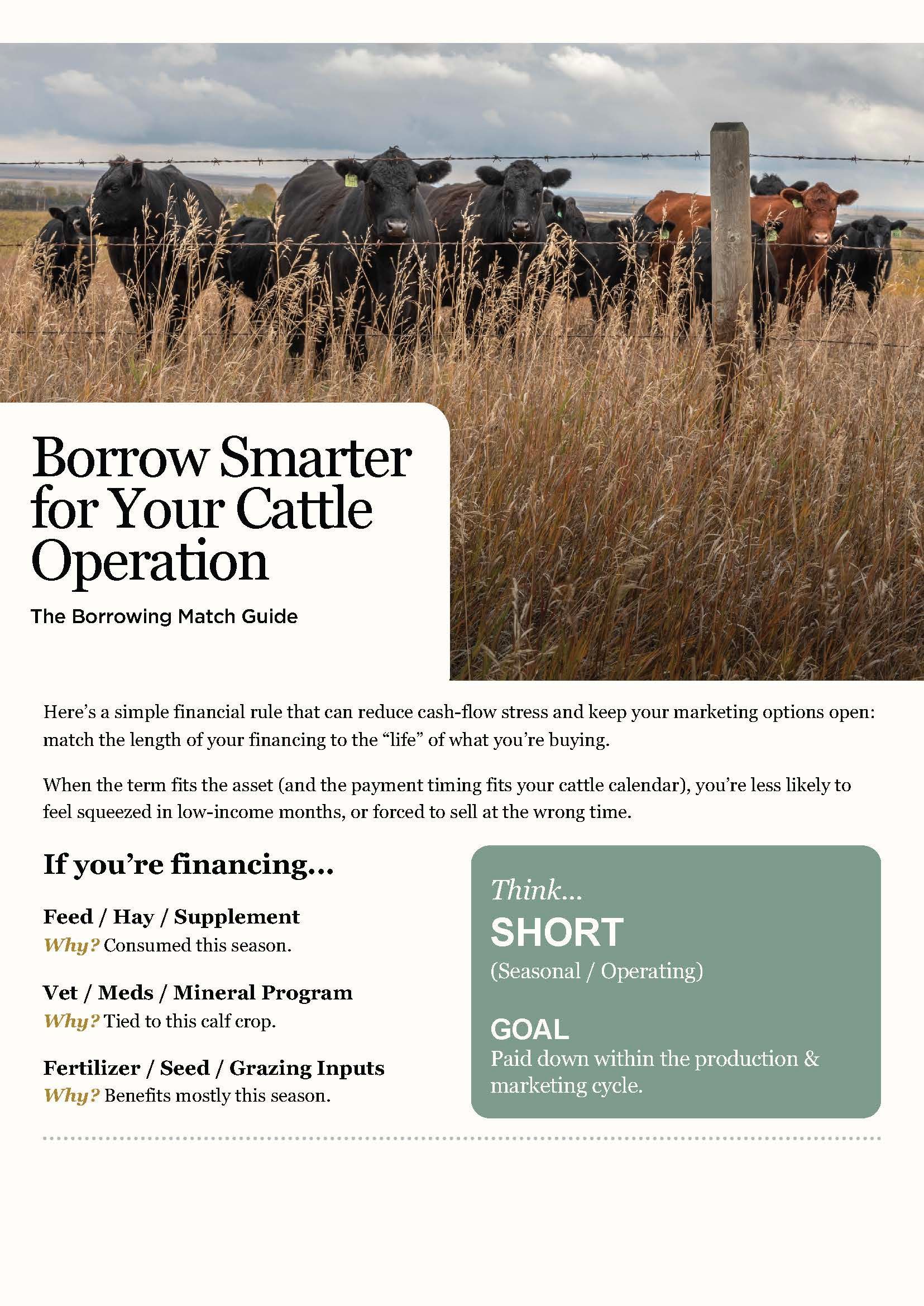Cattle grazing in a dry field beside a loan ad titled “Borrow Smarter for Your Cattle Operation.”