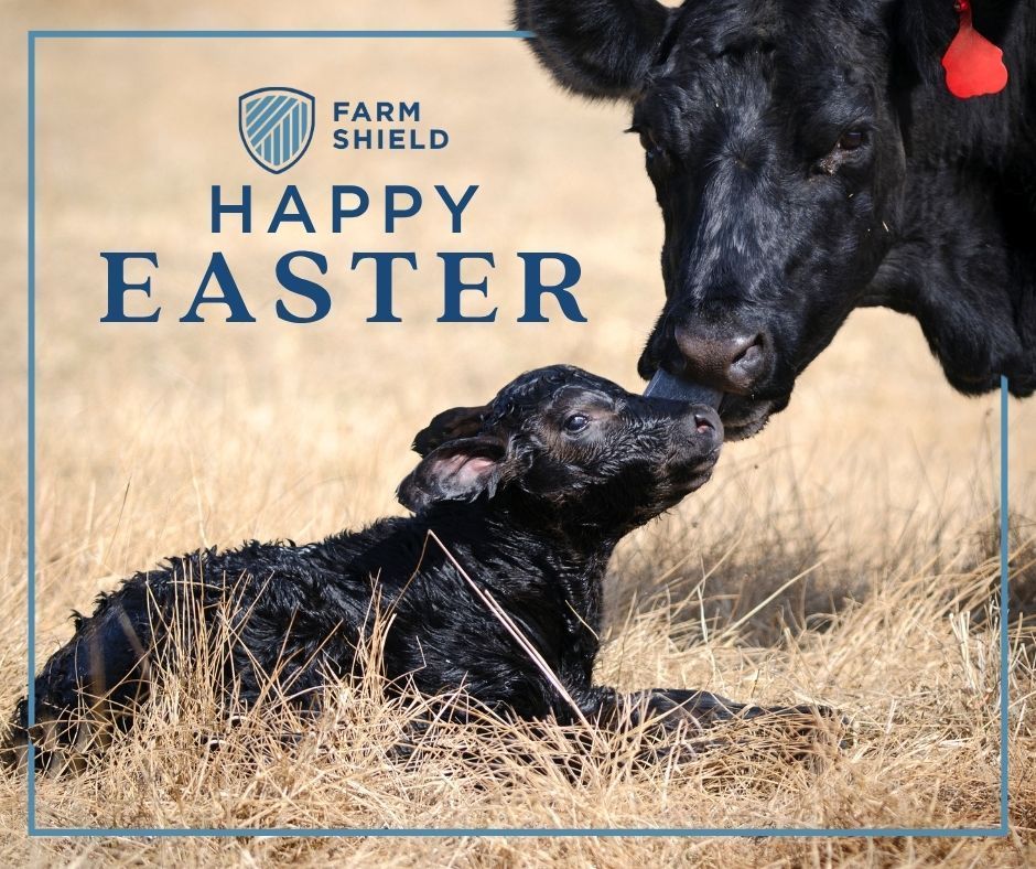 Black cow nuzzling a calf in dry grass under “Happy Easter” Farm Shield greeting text.