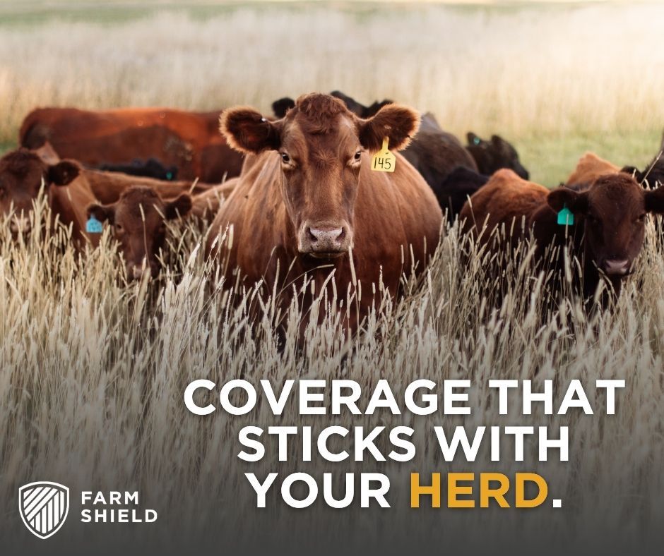Cattle in tall grass with Farm Shield logo and slogan “Coverage that sticks with your herd.”