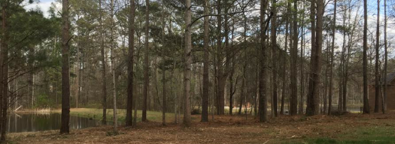 Tall pine trees stand in a wooded area with a small pond visible through the trunks in the background.