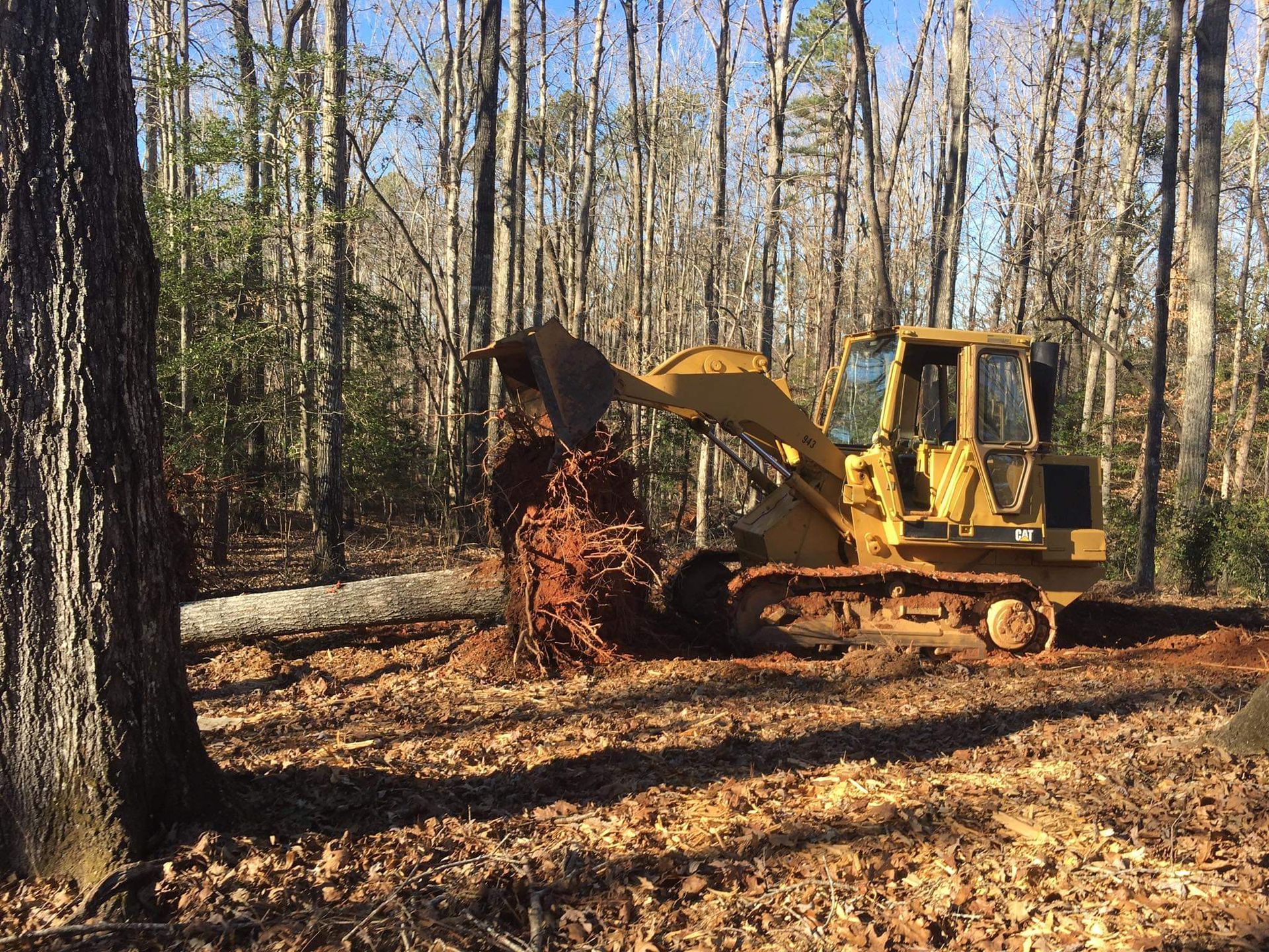 A yellow crawler loader works in a wooded area, lifting the uprooted stump of a fallen tree.