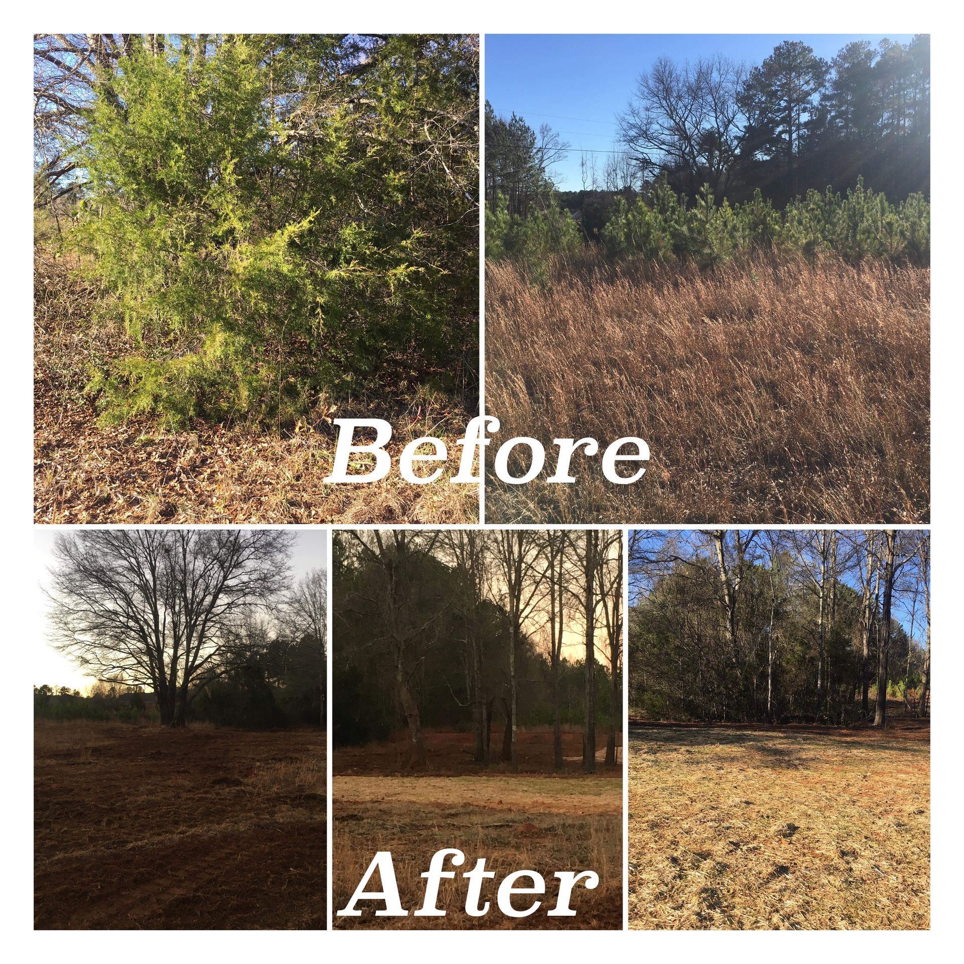 A collage comparing a brush-filled field before and after land clearing, showing cleared ground and thinning trees.