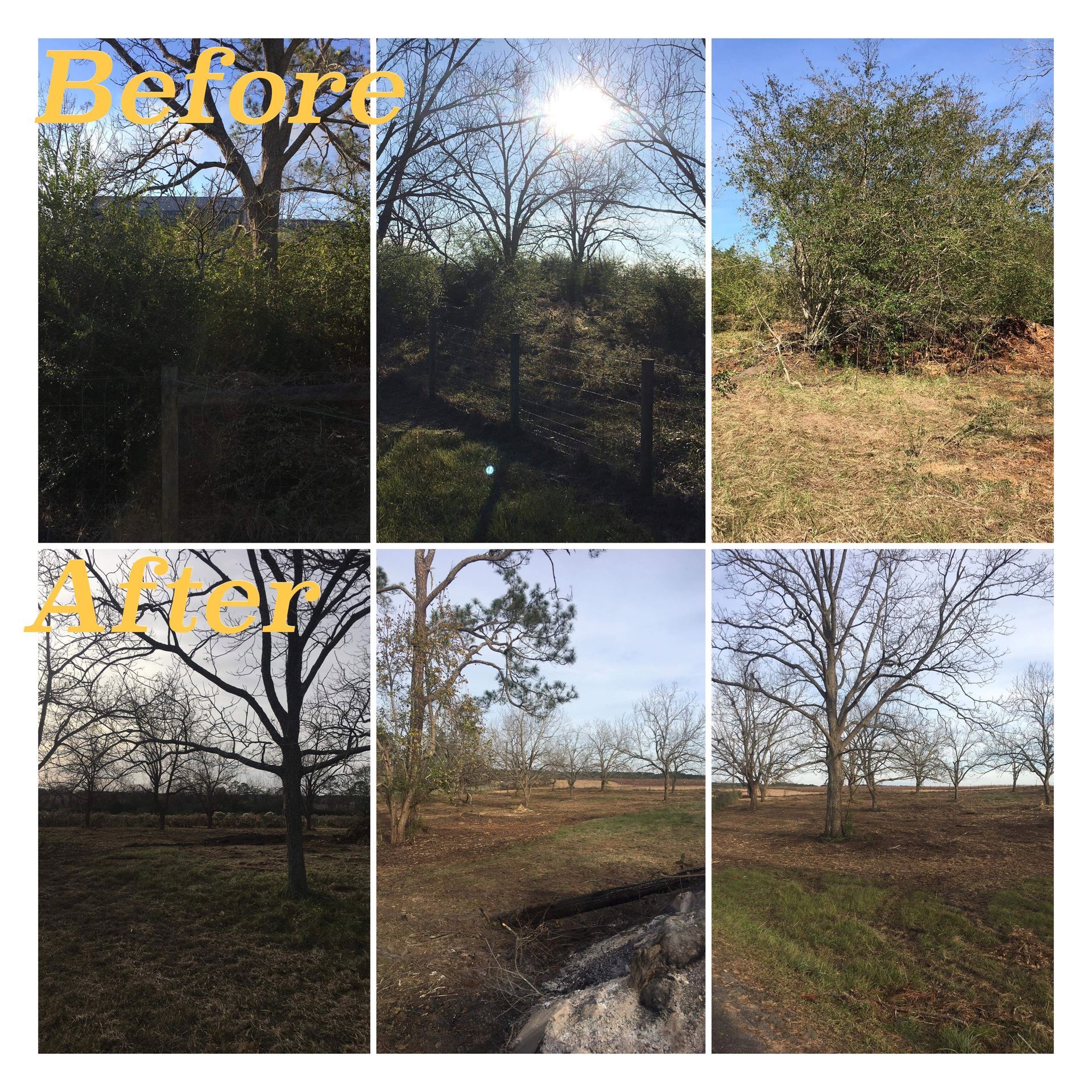 Before and after comparison of an orchard, showing brush and undergrowth cleared to reveal the tree trunks and ground.