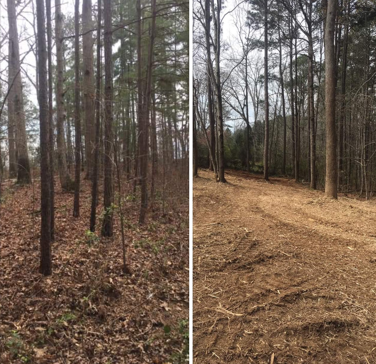 A side-by-side comparison of a forest floor before and after clearing, showing exposed soil and tire tracks on the right.
