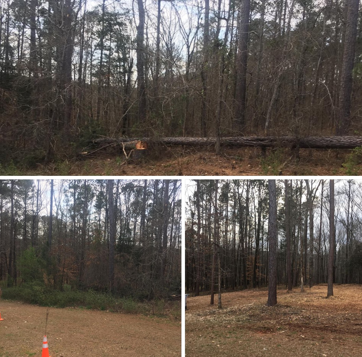 A collage showing a cleared wooded lot with a fallen tree, an orange traffic cone, and patches of dry grass.