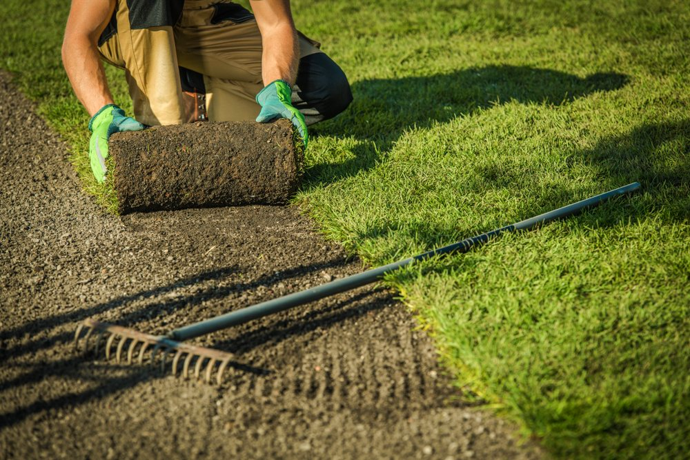 A Man Is Rolling out A Roll of Turf on A Lawn — All Round Ground Maintenance in Grafton, NSW