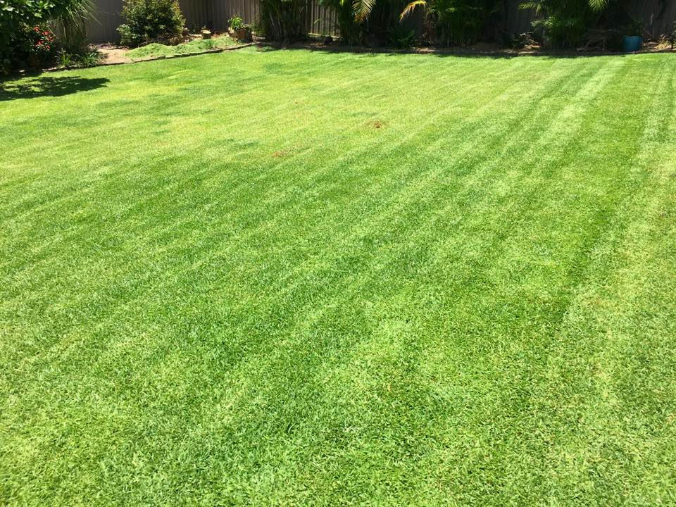 Recently Mowed Lawn — All Round Ground Maintenance in Woolgoolga, NSW