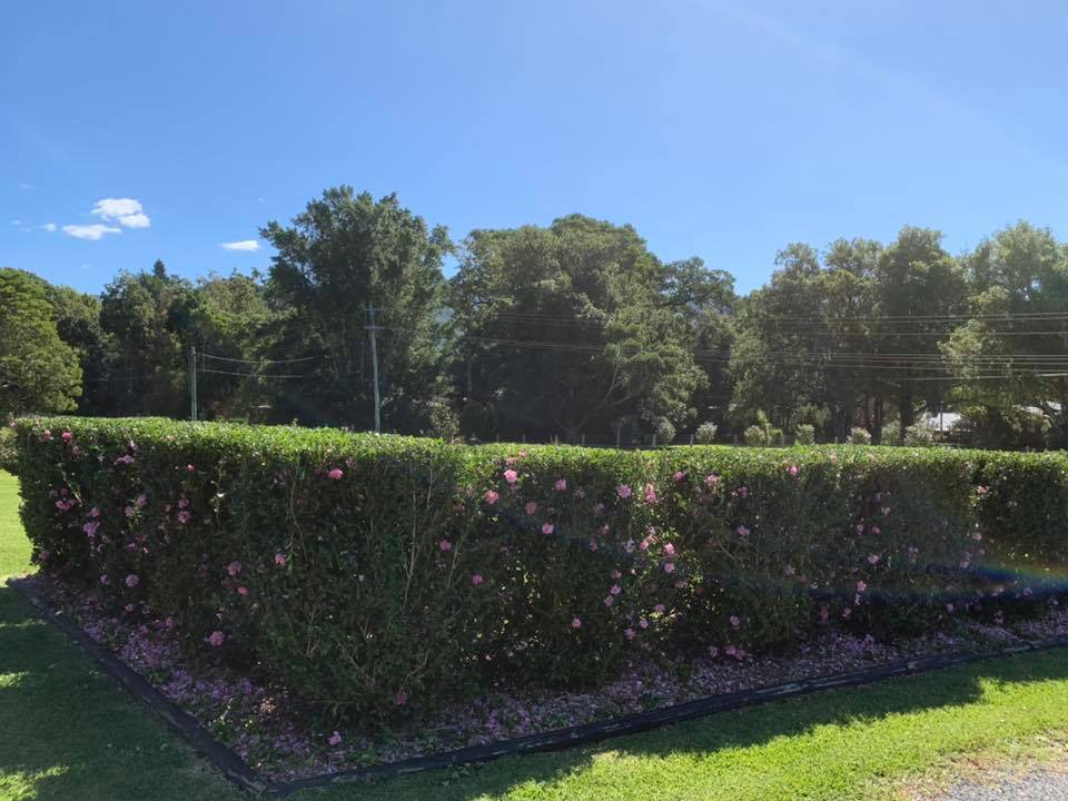 A Hedge with Pink Flowers in The Middle of It — All Round Ground Maintenance in Bellingen, NSW