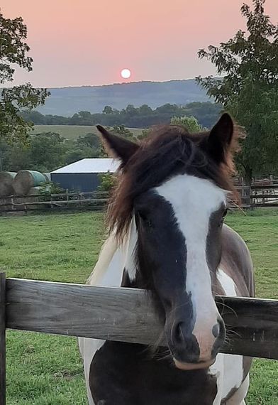 Horse with black and white markings leaning on a fence, sunset in background.