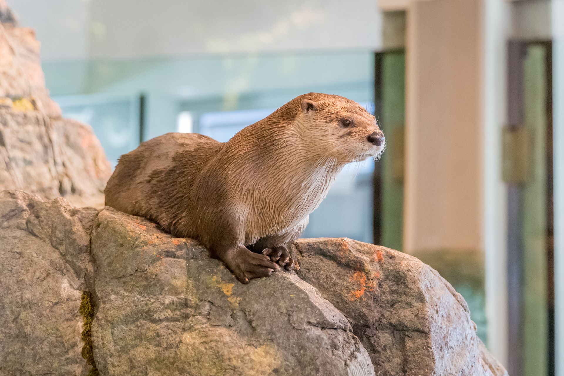 Otter resting on a rock; light brown fur, alert expression, in an enclosure.