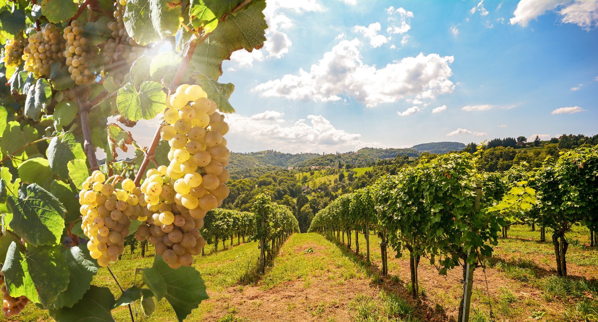 Sunlit vineyard with ripe white grapes hanging in the foreground and rows of vines stretching into the distance