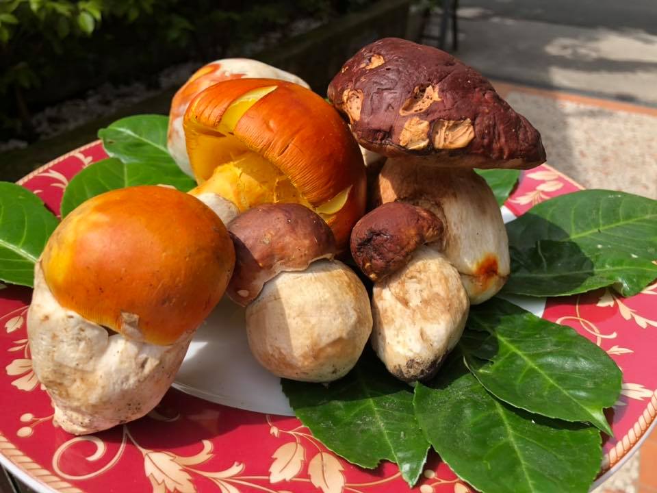 porcini e funghi freschi