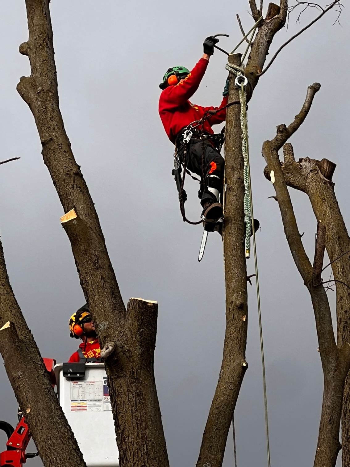 Tree Service Company | Edwardsville, IL | Dex's Tree